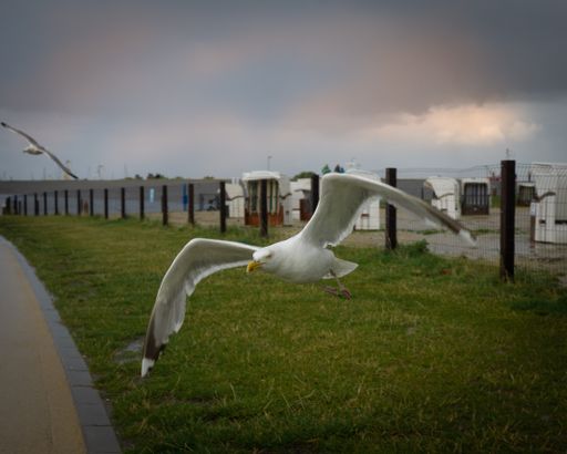 A scenic shot of a seagull flying around on shore of the sea