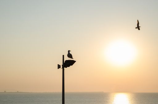 The silhouettes of gulls standing on a metallic pipe and flying above the sea during the sunrise