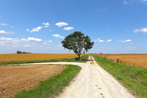 A summer landscape with a lone tree by the road in a field and a blue sky