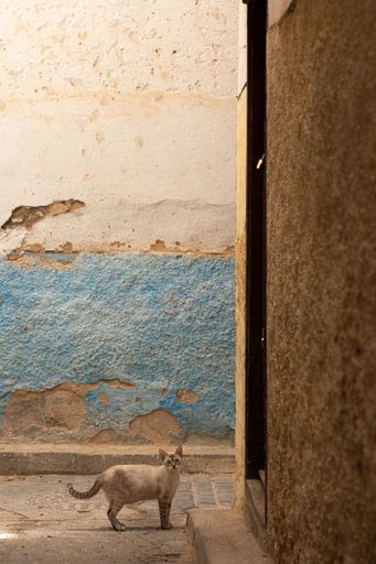 A cat stands in an alley with a weathered blue and beige wall in the background in Fez in Morocco