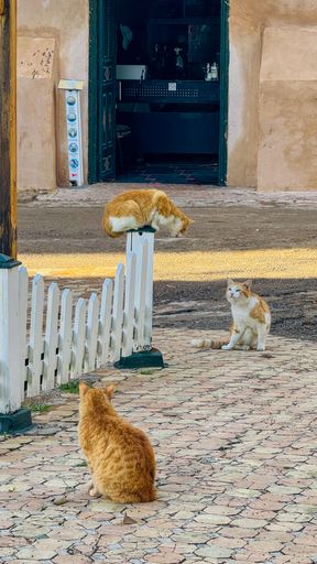 Three ginger cats lounging near a white picket fence outside a rustic building, capturing a serene street scene.