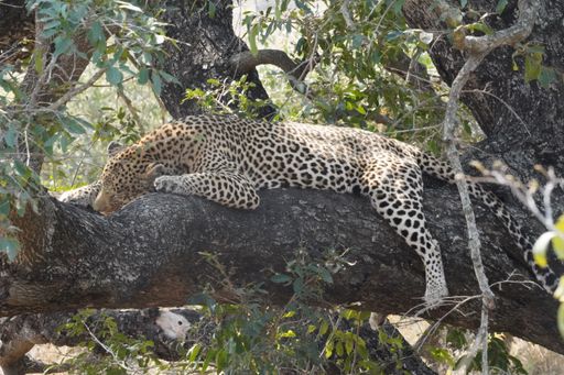 A beautiful view of a cheetah lying on the log of the tree in the forest on a sunny day