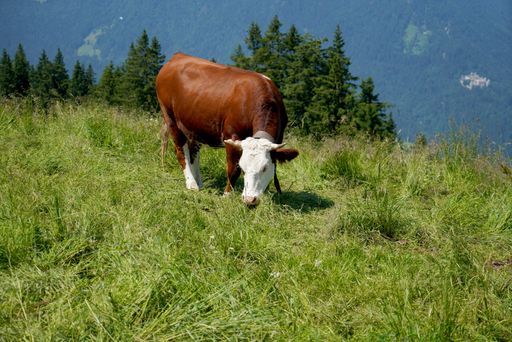 A shot of a brown cow with white head pasturing in a grassy field in a high area on a sunny day