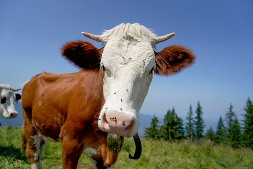 A closeup shot of a brown cow with a white face angrily staring at the camera