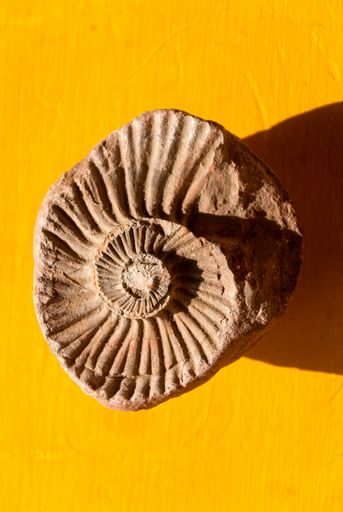 Rock detail with fossil, texture shell