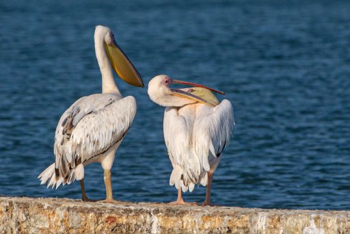 A closeup of two pelicans perched on a stone wall near the sea on a sunny day