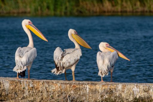 A close-up shot of tree white Pelicans standing on the stone near the ocean