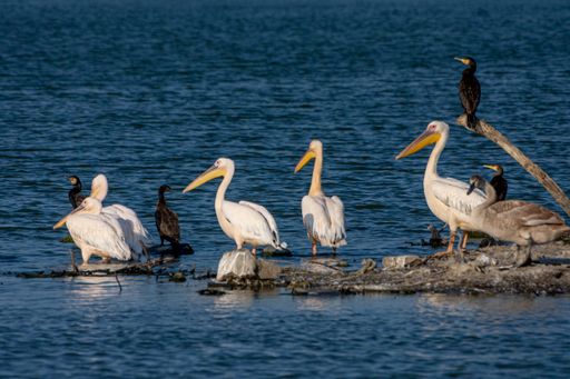 A group of black shags and pelicans perched on a rock by the lake
