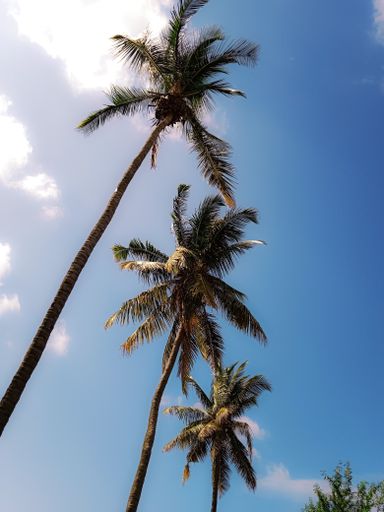 A vertical low angle shot of palm trees in a blue sky