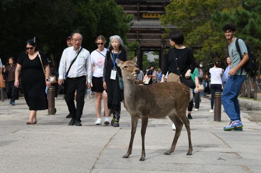 A deer stands in the middle of a busy street in Nara Park, Japan
