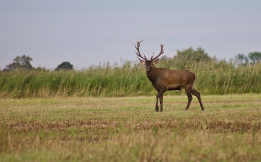 Adult deer in a meadow covered in greenery under the sunlight in the countryside