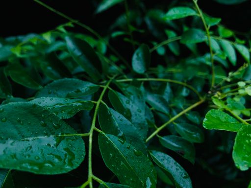 A high angle shot of green fresh leaves of plants on the bush with droplets after rain