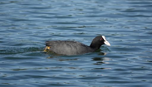 A selective focus shot of a coot in a blue-water lake or a river