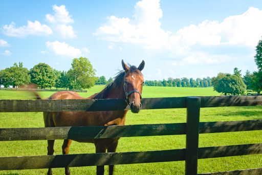 A beautiful thoroughbred brown horse behind a farm fence on a background of a green field, trees, and the blue sky