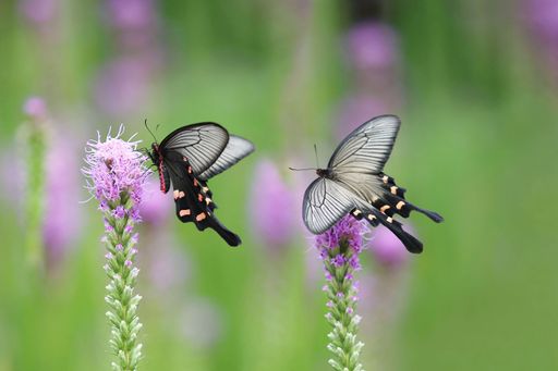 Two black butterflies with orange spots perched on vibrant purple flowers against a blurred green background