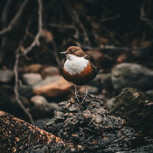 A dipper bird perched on a rock by a stream in a natural setting, showcasing its distinctive plumage.