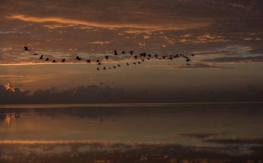 A flock of birds flying over the clear calm sea during the sunset