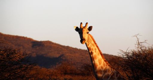 A Giraffe in the farm field of Namibia, Southern Africa