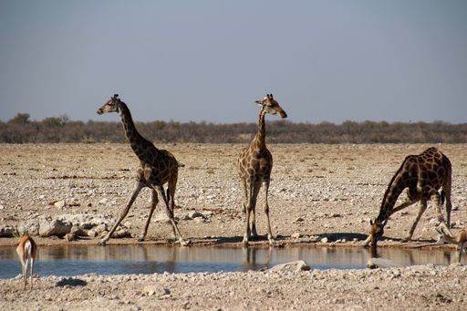 The Giraffes and other wild animal near a water hole at the steppe of Namibia, Southern Africa
