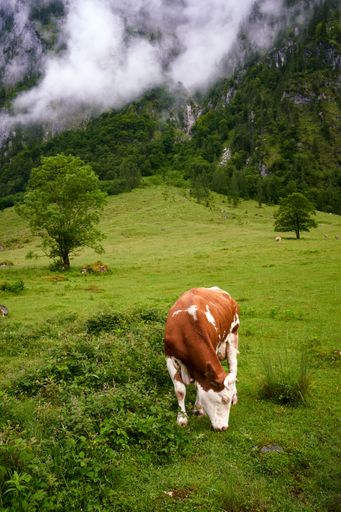 A cow grazing in a lush green meadow with misty mountains in the background, creating a serene rural scene.