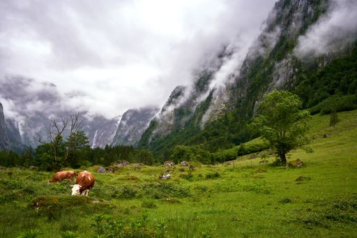 Scenic view of cows grazing in a lush green valley with misty mountains in the background, under a cloudy sky.