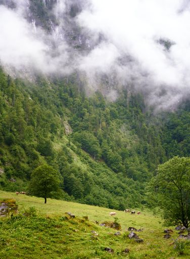 A serene landscape of a lush green meadow with cows grazing, surrounded by misty mountains and dense forest.