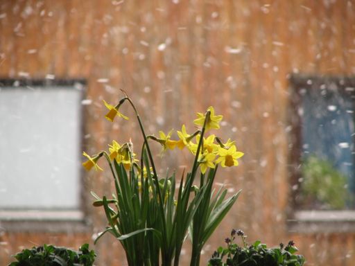 A beautiful view of yellow flower growing in the pot near the window at home