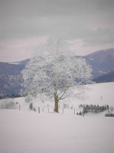 A beautiful view of a tree growing in the field covered in snow on a cold winter day