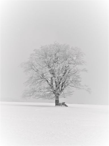A beautiful view of a tree growing in the field covered in snow on a cold winter day