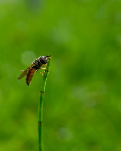 A vertical closeup shot of a bee standing on a green herb and eating in a beautiful natural view