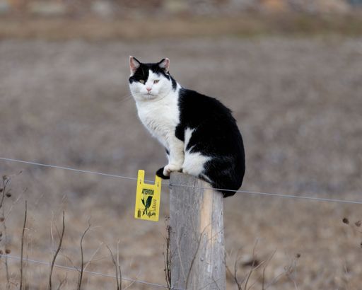 A black and white cat perched on a fence post in a rural field, with a warning sign attached, under a clear sky.