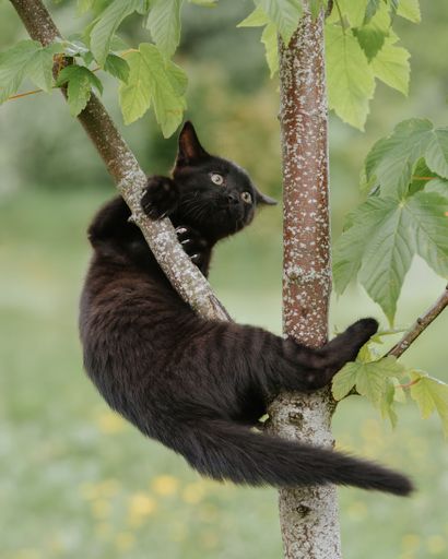 A playful black cat climbing a tree surrounded by green leaves in a lush garden setting.