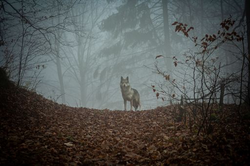 A lone wolf stands in a misty forest surrounded by fallen leaves, capturing a serene and mysterious atmosphere.