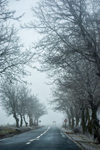 A vertical shot of an asphalt road surrounded by trees on a gloomy day