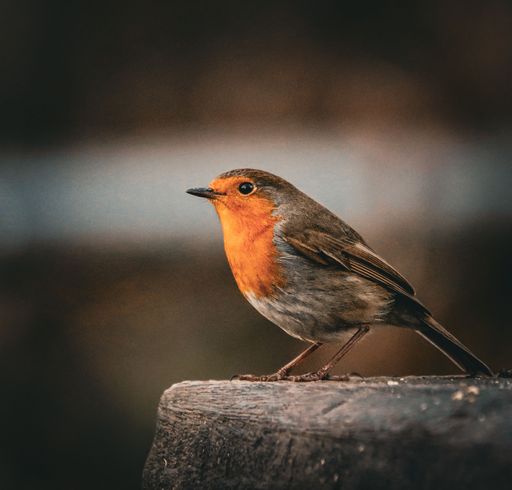 A close-up of a European robin perched on a wooden surface with a blurred background, showcasing its vibrant orange breast.
