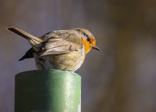 A close-up of a European robin perched on a green post against a blurred natural background.