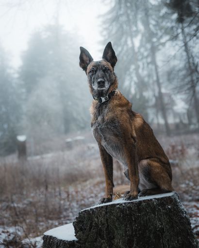 A Belgian Malinois dog sitting on a tree stump in a misty forest, showcasing its alert and attentive posture.