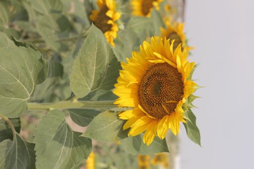 A closeup of a bright sunflower growing in the field