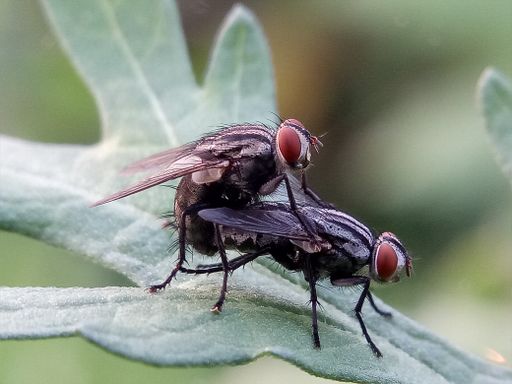 A selective focus shot of two flies on a green leaf under sunlight