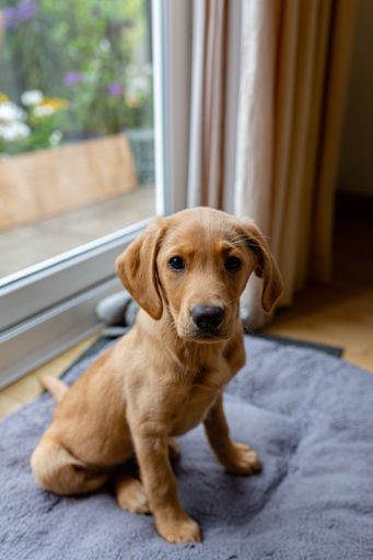 A vertical shot of a cute lovely purebred Labrador puppy sitting on his bed indoors
