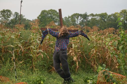 A large scarecrow on an agricultural field