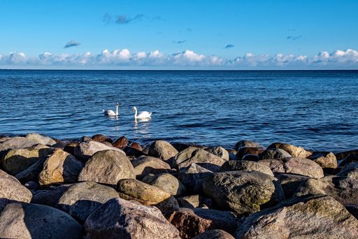 Two swans gracefully swimming in a serene blue sea, with rocky shore in the foreground under a clear sky.
