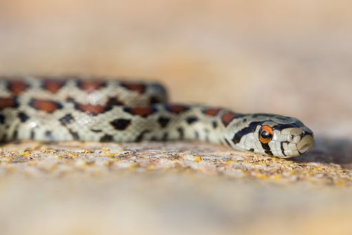 Macro shot of a juvenile Leopard snake, or European Ratsnake, Zamenis situla, known as a Lifgha in Maltese. Found in the island of Malta.