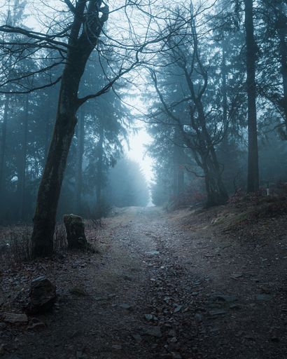 A misty forest path surrounded by tall trees and a serene atmosphere