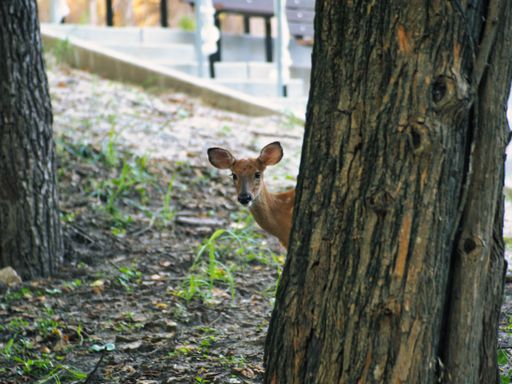 A closeup shot of a deer looking at a camera in Ernie Miller park and Nature Center Olathe, KS