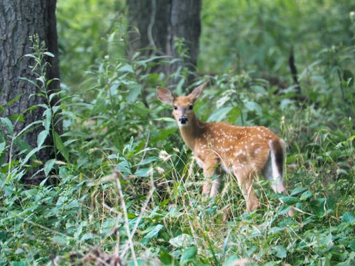 A closeup shot of a deer looking at a camera in Ernie Miller park and Nature Center Olathe, KS