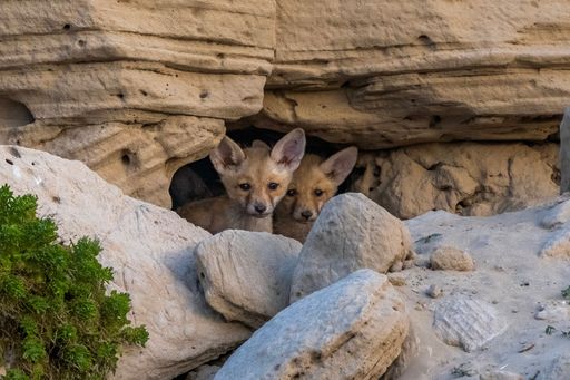 Two young fox cubs peeking from a rocky den in a natural habitat, surrounded by sand and greenery.