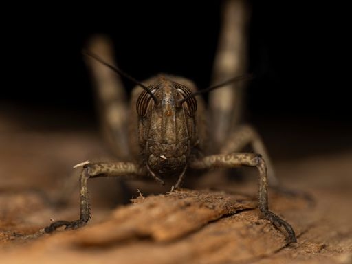 Close-up of a grasshopper resting on a wooden surface