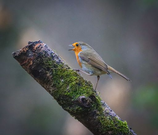 A European robin perched on a mossy branch, singing against a blurred natural background.