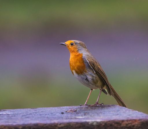 A European robin with vibrant orange breast perched on a wooden surface against a blurred green background.